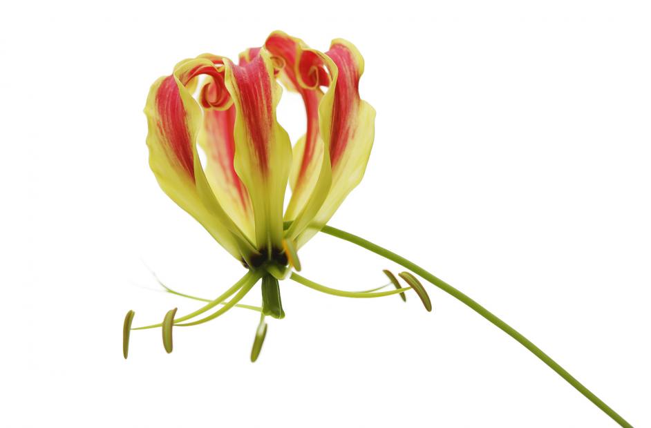 Gloriosa Superba.jpg
